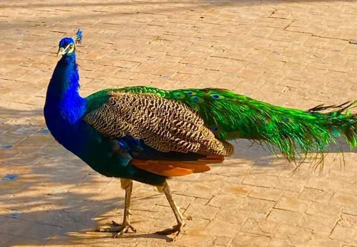 Отель Le Relais De Marrakech Ouahat Sidi Brahim Экстерьер фото